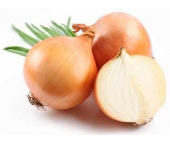Yellow Onion Medium Holland