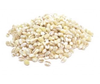 Holland Barley