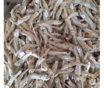 Dried Anchovy L1