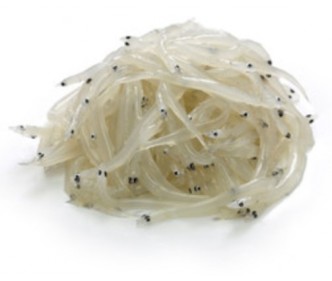 Japanese Silverfish Premium Quality