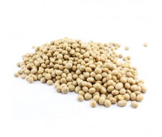Soy Bean